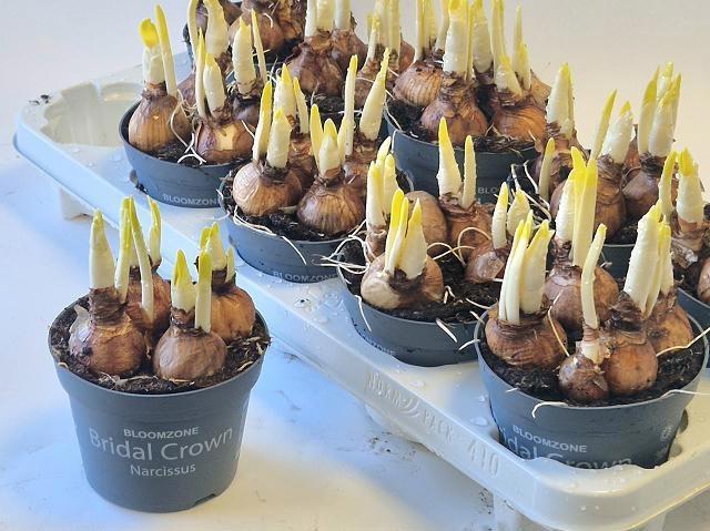 <h4>NARC D BRIDAL CROWN</h4>