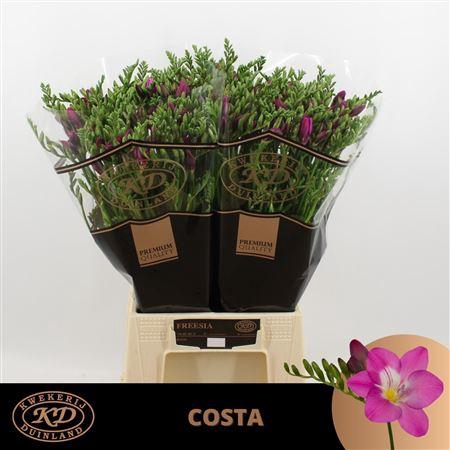 <h4>Fr En Costa 21gr [ Duinland ]</h4>