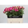Paeonia Glory Hallelujah