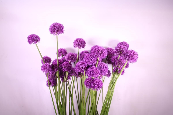 <h4>Allium Okra</h4>