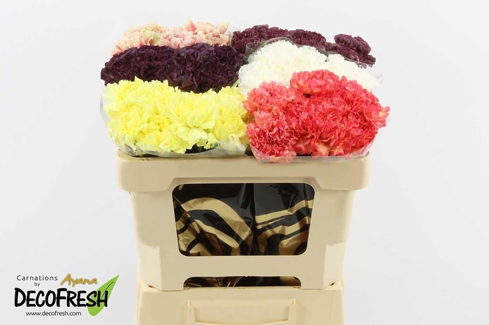 <h4>Di St Hot Mix in box</h4>