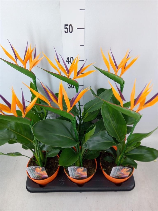 <h4>Arr.  Strelitzia L%</h4>