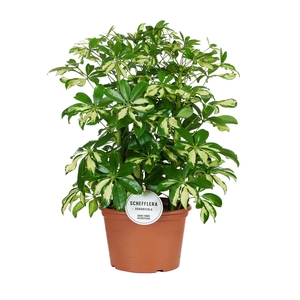 Schefflera Gerda Toef