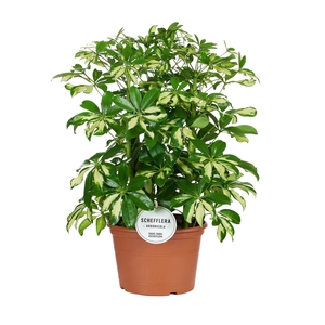 Schefflera Gerda Toef