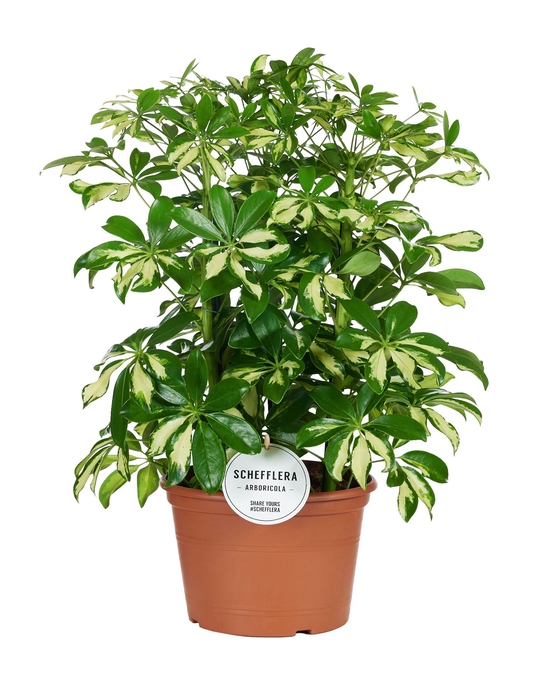 <h4>Schefflera Gerda Toef</h4>