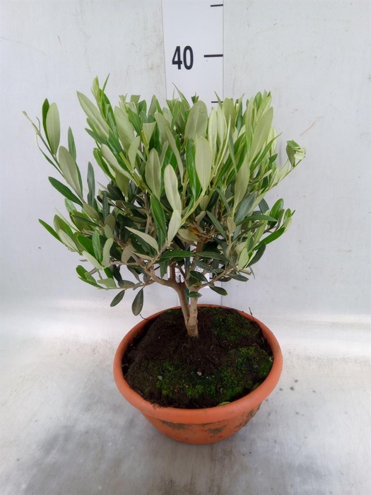 <h4>Olea europaea</h4>