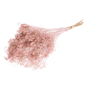 Broom bloom pink misty