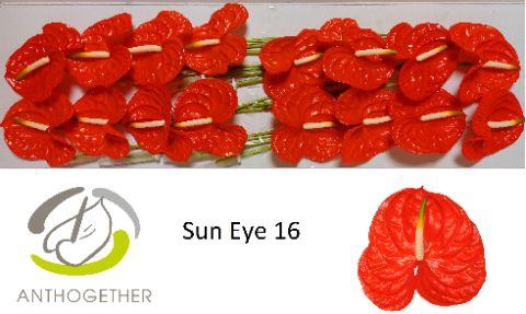 <h4>Anthurium Sun Eye</h4>