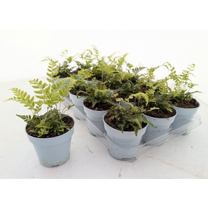 Arachnoides aristata ‘Variegata’