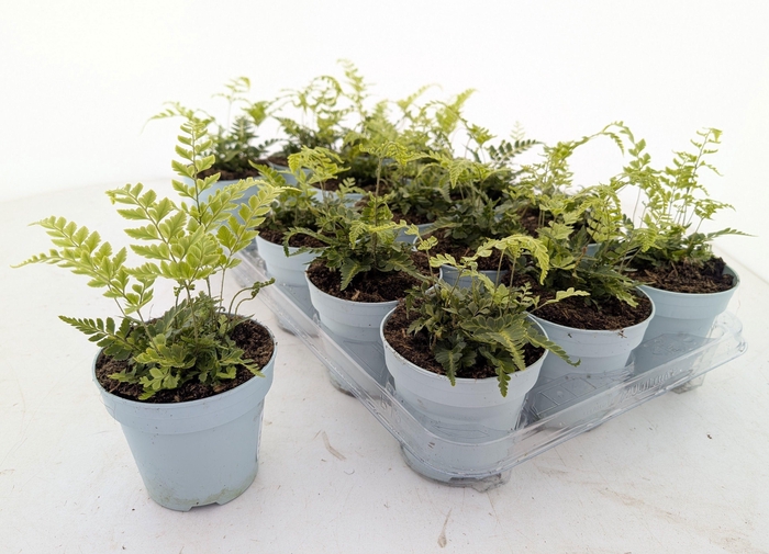 <h4>Arachnoides aristata ‘Variegata’</h4>