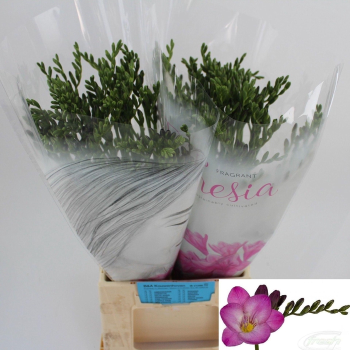 <h4>Freesia enk Pink Passion</h4>