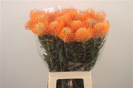 <h4>Leuco Co Ayoba Sun</h4>