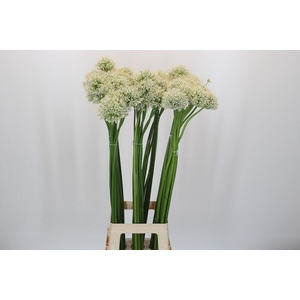 Allium Mount Everest