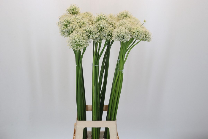 Allium Mount Everest