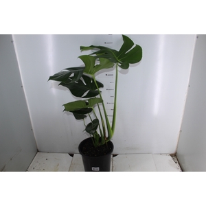 MONSTERA DELICIOSA P24