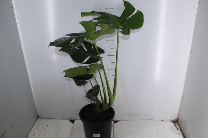 MONSTERA DELICIOSA P24
