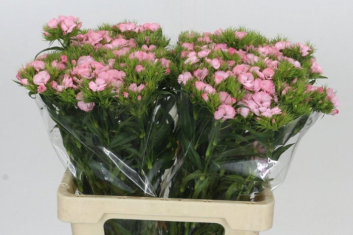 <h4>DI BARB DOBLINO PINK</h4>