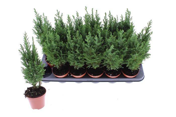 <h4>CHAM L ELLWOODII</h4>