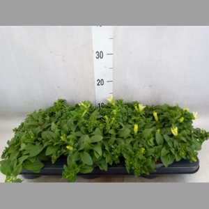 Petunia  'Surfinia Lime'