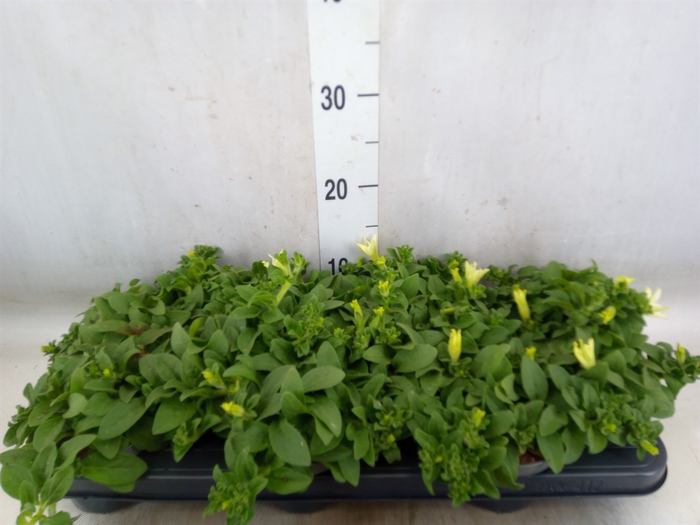 <h4>Petunia  'Surfinia Lime'</h4>