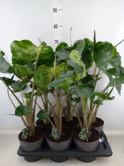 <h4>Alocasia macrorrhiza 'Stingray'</h4>