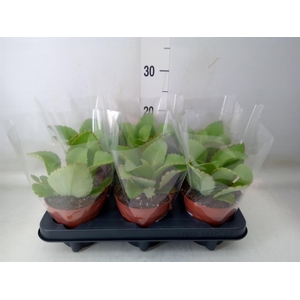 Kalanchoe NF daigremontiana