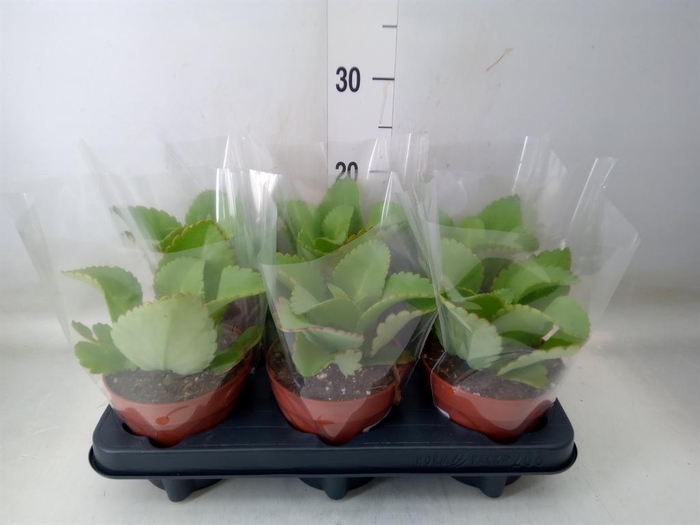 <h4>Kalanchoe NF daigremontiana</h4>