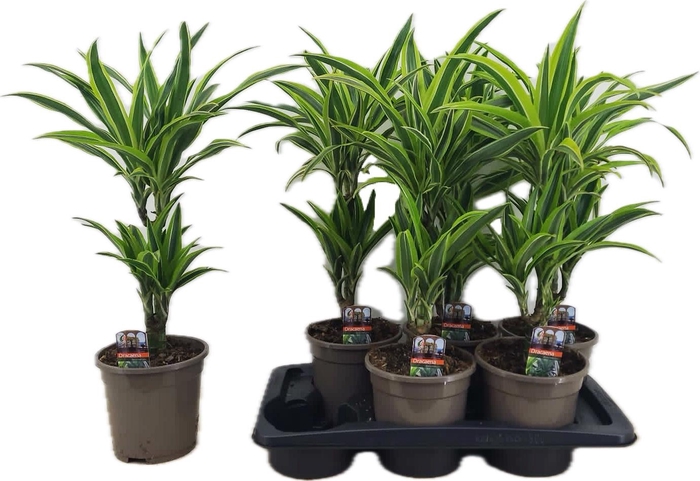 <h4>DRA DE LEMON LIME</h4>