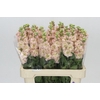 Matthiola Iron Apricot