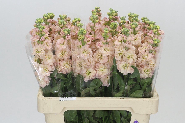 Matthiola Iron Apricot