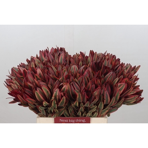 Leucadendron Jester