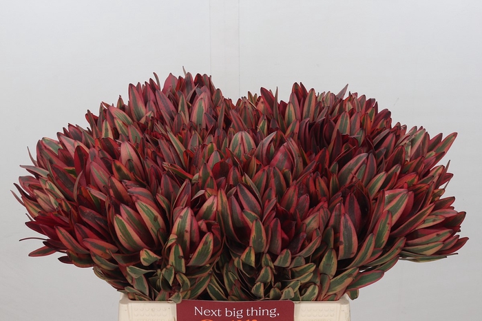 Leucadendron Jester