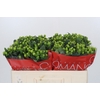 Hypericum Lucky Romance