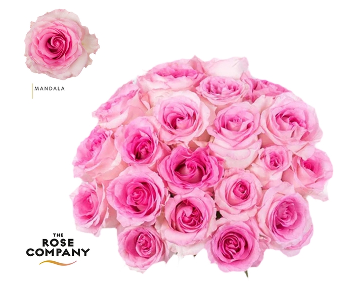 <h4>Rosa Ec Mandala</h4>