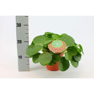 Pilea Peperomioides 15cm Nederlands etiket