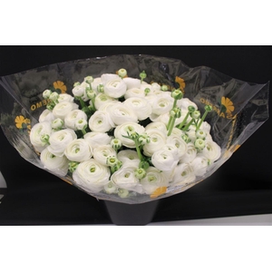 Cloni Super White Niveo