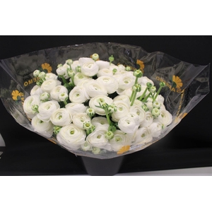 Cloni Super White Niveo