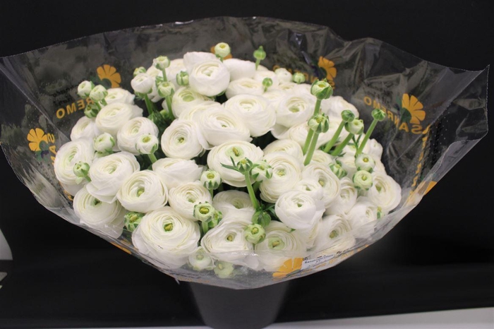 <h4>Cloni Super White Niveo</h4>