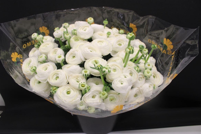 <h4>Cloni Super White Niveo</h4>