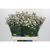 Aster White Gypsy