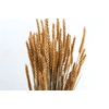 Dried Triticum X5 Frosted Salmon Bunch