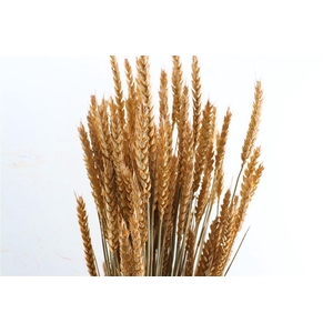 Dried Triticum X5 Frosted Salmon Bunch