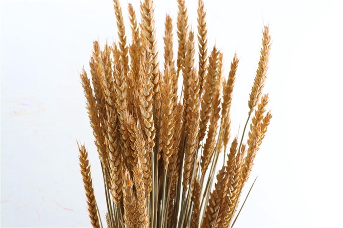 <h4>Dried Triticum X5 Frosted Salmon Bunch</h4>