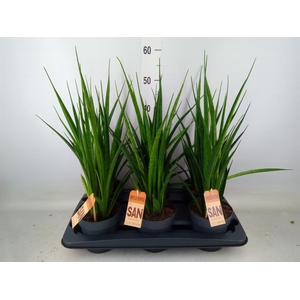 Sansevieria kirkii 'Friends'