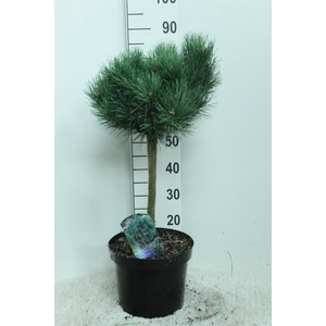 Pinus sylvestris 'Watereri'