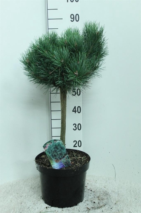 <h4>Pinus sylvestris 'Watereri'</h4>