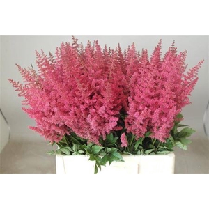 Astilbe Ar Else Schluck