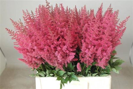 <h4>Astilbe Ar Else Schluck</h4>