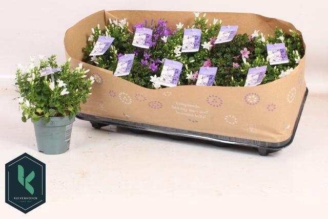 <h4>CAMP ADDENDA MIXK</h4>