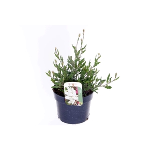 Gaura lind. Geyser White